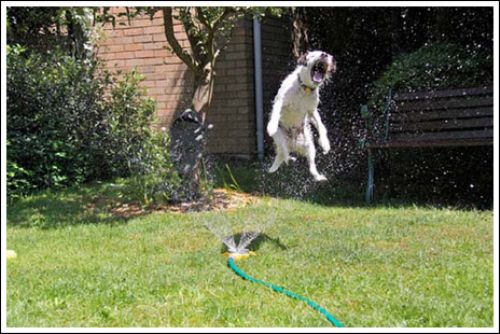 dog-running-through-sprinkler