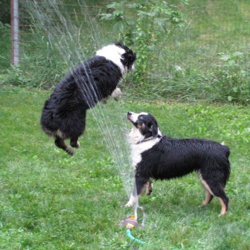 happy-pets-blog-dogs-in-sprinkler